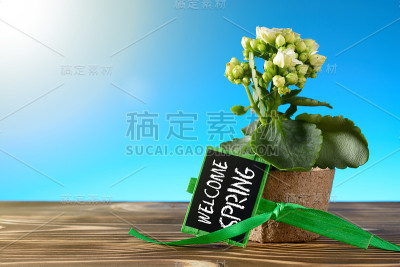 盆花，欢迎春天