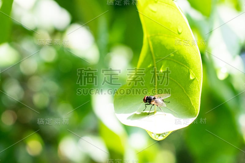 叶子上的苍蝇呈鲜绿色。