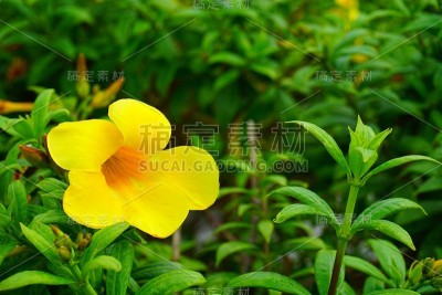 黄色的花