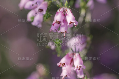 艾丽卡erigenea花