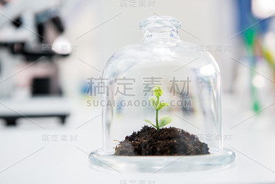 在玻璃容器中种植