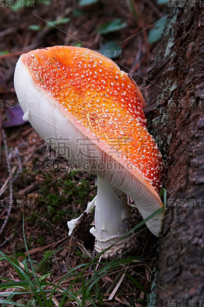 红白蘑菇