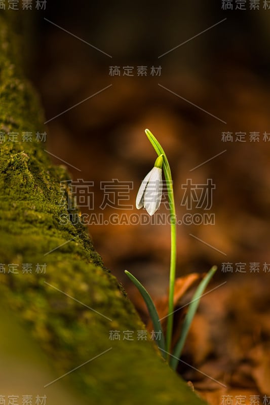 美丽的野生雪花莲，雪花莲在森林里，在一个阳光明媚的春天