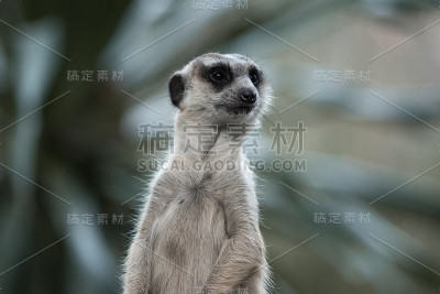 的猫鼬