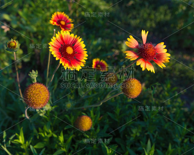 漂亮的花边。花朵图案