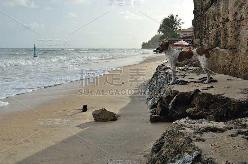 狗在沙滩上