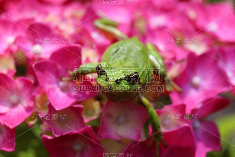 绣球花和青蛙