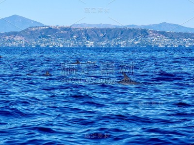 海豚在南加州