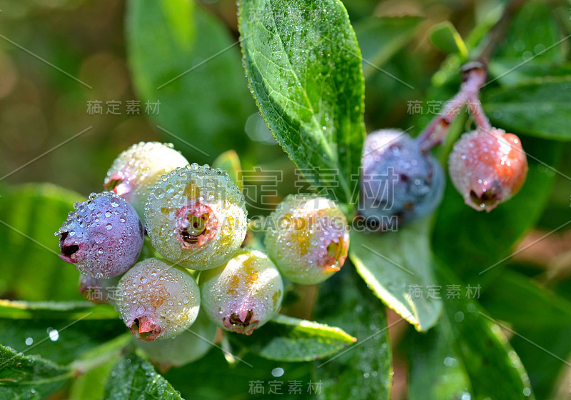 满是露珠的成熟蓝莓