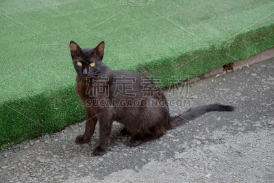 在街上看到一只流浪猫