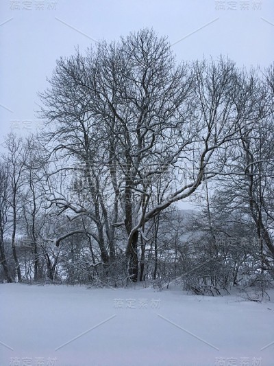 斯瓦比亚平原上雪地里的树木