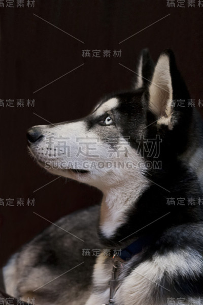 年轻的哈士奇狗肖像