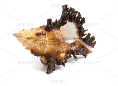 海贝