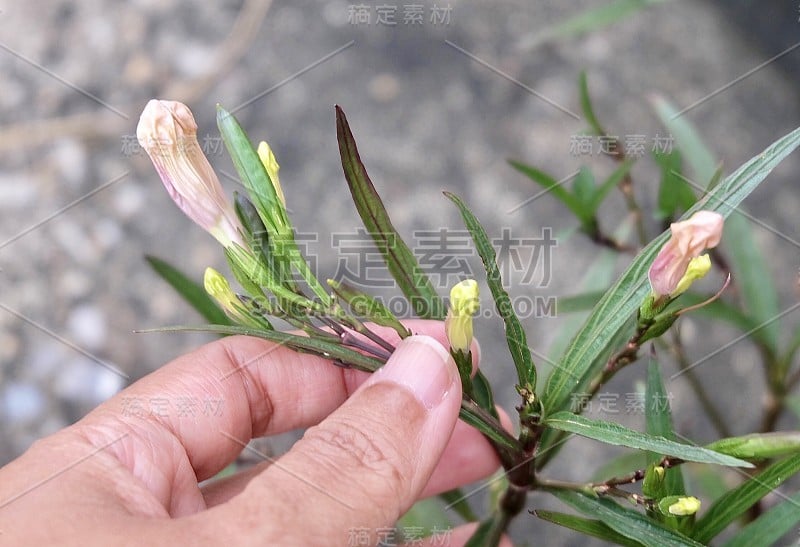 手握Ruellia Simplex或墨西哥牵牛花