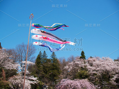 蓝天下盛开的樱花和Koinobori(锦鲤形状的日本风筝)