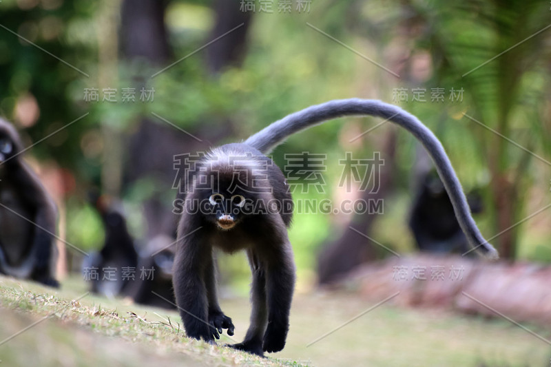 猴子在花园里散步，黑叶猴