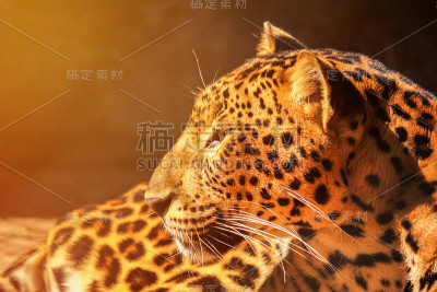 豹豹虎休息
