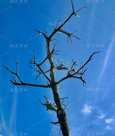 蓝天下的枯树