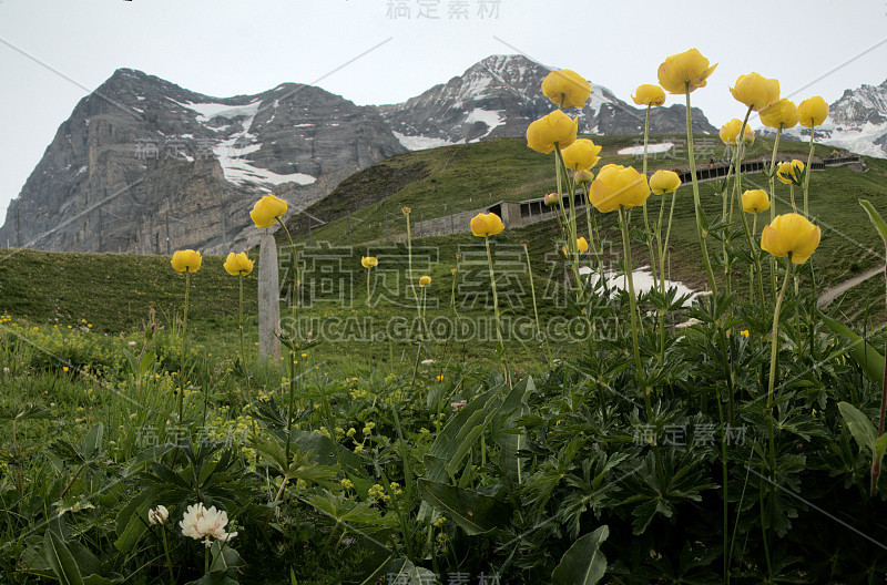 在Eiger前的草地上的球形花(Trollius europaeus)