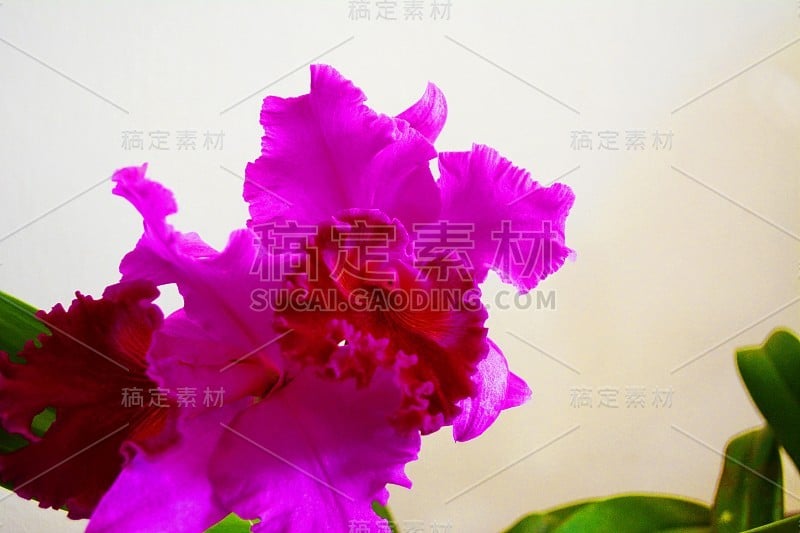 美丽的兰花Brassolaeliocattleya