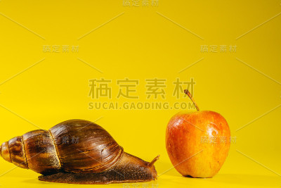 蜗牛。蜗牛吃一个红苹果。
