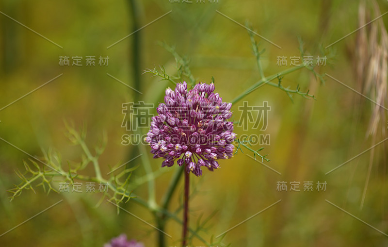 大加纳蒜属植物志，野生韭菜自然宏花背景