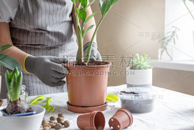 女园丁移植植物。家居园艺概念，盆栽种花，植物家居装饰