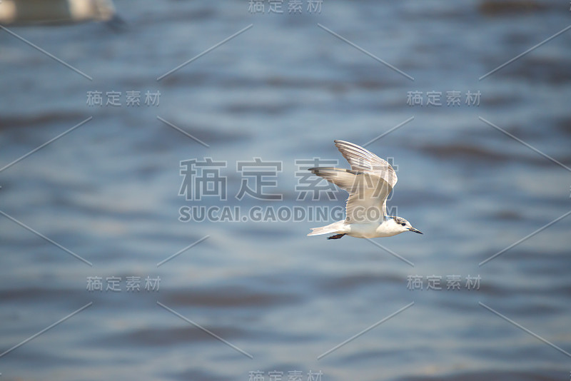 海鸥