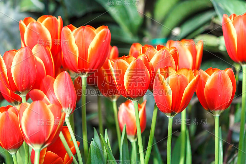 美丽的郁金香花和绿叶背景在花园在冬天或春天的一天为明信片，美丽的装饰和农业理念概念设计。