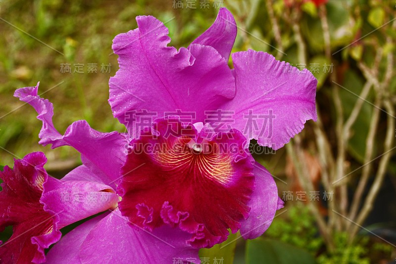 美丽的兰花Brassolaeliocattleya