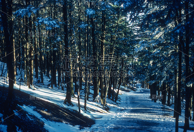 大烟山NP Clingmans圆顶小径在雪- 1980