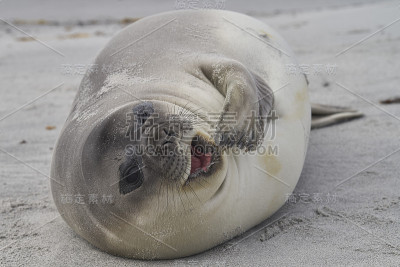 南海象幼仔