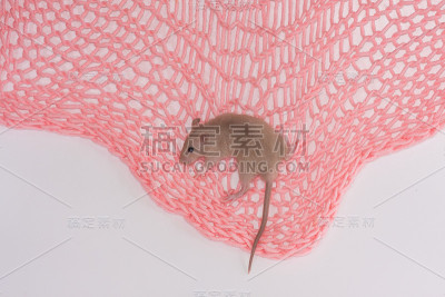 老鼠爬上粉红色的织物。可爱的