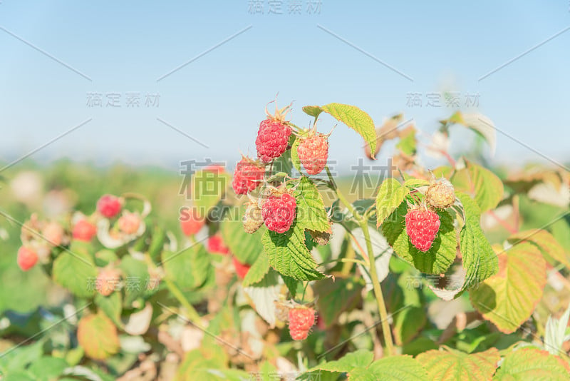 美味的成熟树莓组准备采摘在华盛顿的浆果农场，美国