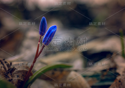 雪花莲