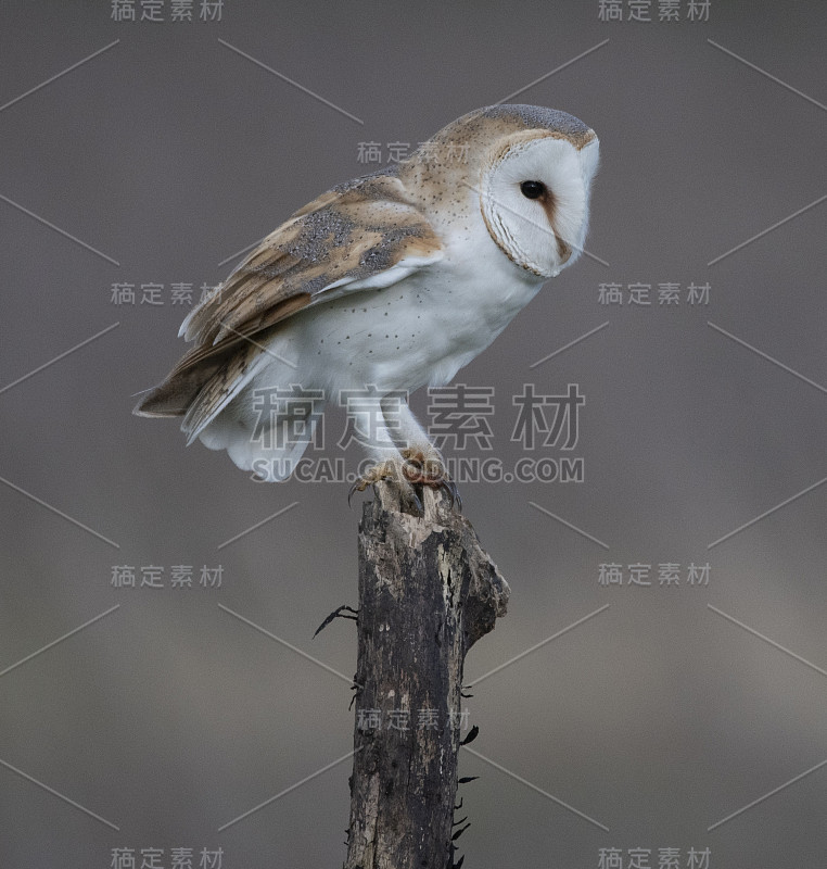 野猫头鹰，泰托阿尔巴