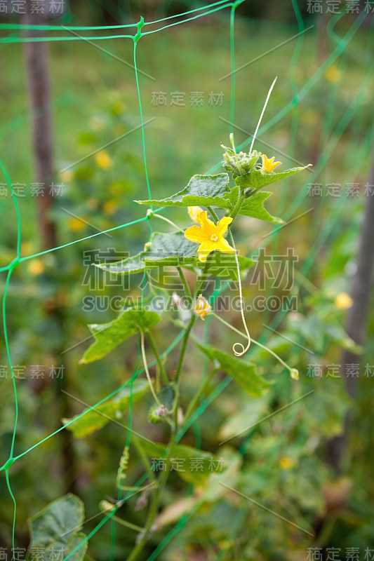 黄瓜的植物。黄色的花和绿色的叶子