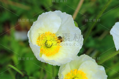 两朵白色和黄色的罂粟花，里面有蜜蜂在吃花蜜