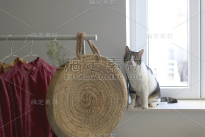 衣柜和猫