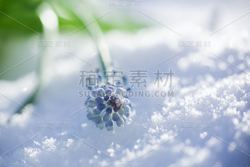 雪中的花