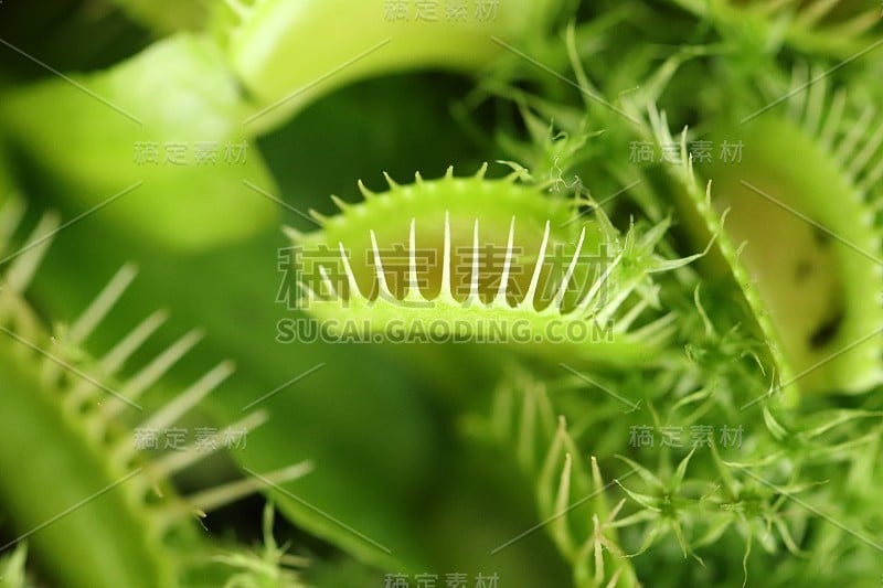 食肉植物维纳斯捕蝇草绿宏