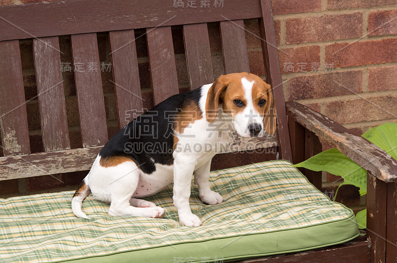 小猎犬小狗