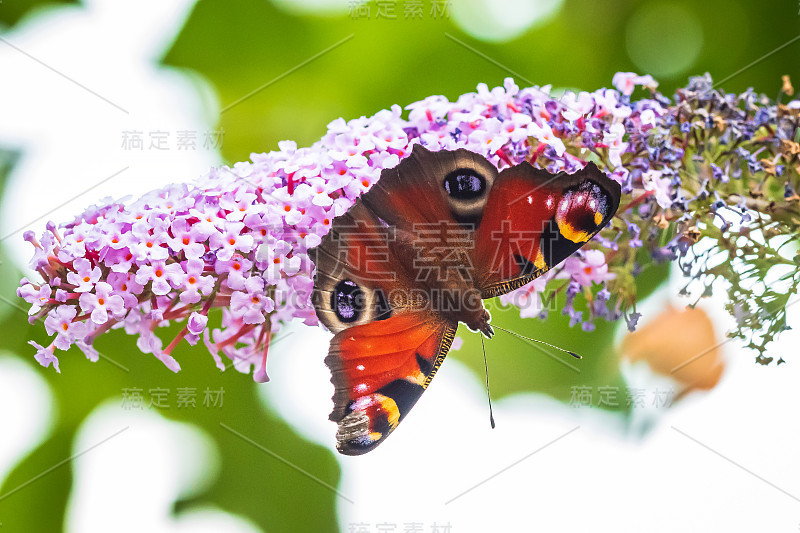 这是一只孔雀蝴蝶，正在从花园里的紫色蝴蝶丛中采蜜。