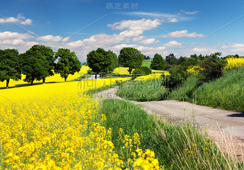 田中油菜籽，油菜或油菜与农村公路