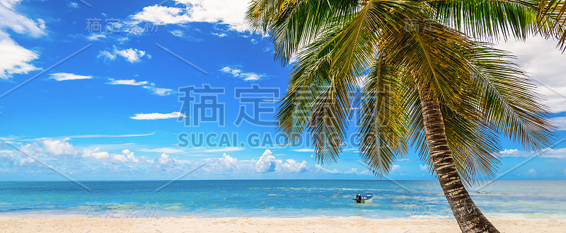 天堂海滩，美丽的白色沙滩和加勒比度假胜地的棕榈树