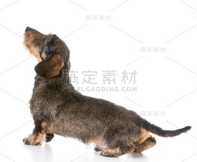 微型粗毛的腊肠