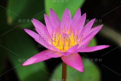 莲花