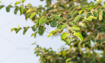 美丽新鲜的草本绿叶