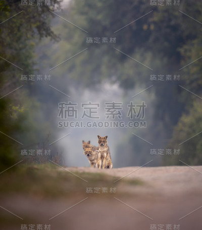 印度金豺