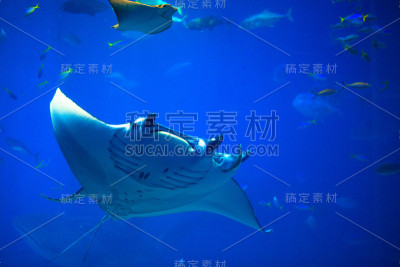 蝠鲼游泳